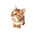 Tabby kitten looking up Royalty Free Stock Photo