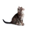 Tabby kitten looking up Royalty Free Stock Photo