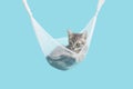 Tabby kitten relaxing in a white tulle hammock