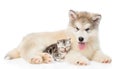 Tabby kitten lying with Alaskan malamute puppy. isolated on white Royalty Free Stock Photo
