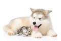 Tabby kitten lying with Alaskan malamute puppy. isolated on white background Royalty Free Stock Photo