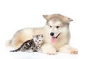 Tabby kitten lying with Alaskan malamute puppy. isolated on white Royalty Free Stock Photo
