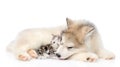 Tabby kitten lying with Alaskan malamute puppy. isolated on white Royalty Free Stock Photo