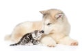 Tabby kitten lying with Alaskan malamute puppy. isolated on white Royalty Free Stock Photo