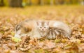 Tabby kitten lying with sleeping puppy in autumn park Royalty Free Stock Photo