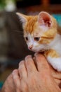 Tabby kitten in a mans hands Royalty Free Stock Photo