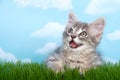 Tabby kitten mouth open on green grass Royalty Free Stock Photo