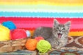 Tabby kitten with mouth open next to balls of yarn Royalty Free Stock Photo