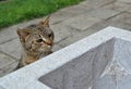 Tabby kitten peeking behing flower pot