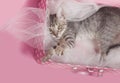 Tabby Kitten pink white dot suitcase pink background