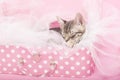 Tabby Kitten pink white dot suitcase pink background