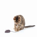 Tabby kitten is played with gray toy mouse on a white background Royalty Free Stock Photo