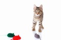 Tabby kitten is played with a red, gray and green toy mice on white background Royalty Free Stock Photo