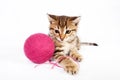 Tabby kitten playing with a ball of yarn