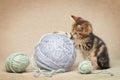 Tabby kitten is playing with colorful balls of wool Royalty Free Stock Photo