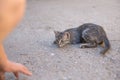 Tabby kitten playing with hand