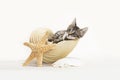 Tabby kitten playing inside of a conch shell on pretend beach sand, star fish. Royalty Free Stock Photo