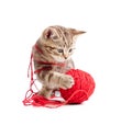 Tabby kitten playing red clew Royalty Free Stock Photo