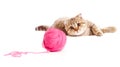 Tabby kitten playing red clew or ball isolated Royalty Free Stock Photo