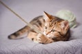 Tabby kitten playing with woolen yarn indoors close-up Royalty Free Stock Photo