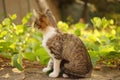 Tabby kitten relax in the summer garden near green grape leaves