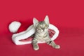 Tabby Kitten in Santa Claus Christmas Hat Royalty Free Stock Photo