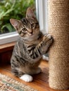 A tabby kitten scratching a post inside a cozy room. Royalty Free Stock Photo