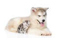 Tabby kitten sitting with Alaskan malamute puppy. isolated on white background Royalty Free Stock Photo