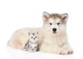 Tabby kitten sitting with Alaskan malamute puppy. isolated on white Royalty Free Stock Photo