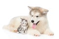 Tabby kitten sitting with Alaskan malamute puppy. isolated on white Royalty Free Stock Photo