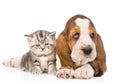 Tabby kitten sitting with basset hound puppy. isolated on white Royalty Free Stock Photo