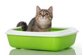 Tabby kitten sitting in a litter box