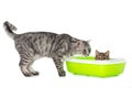 Tabby kitten sitting in a litter box