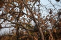 A tabby kitten sitting in the oak treetop