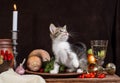 tabby kitten sitting and playing in a clay plate on a dark backg Royalty Free Stock Photo