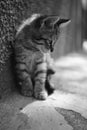 Tabby kitten sitting portrait outdoor. Sunny day. Black and whit Royalty Free Stock Photo