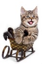 Tabby kitten sitting on a sled and meows