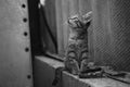 Tabby kitten sittinng in the rural yard. Lovely grey cat. Black and white photo Royalty Free Stock Photo