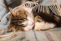 Tabby kitten sleeping curled up under woollen tartan blanket