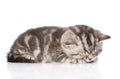 Tabby kitten sleeping. isolated on white background