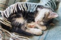 Tabby kitten sleeping under wool blanket Royalty Free Stock Photo