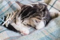 Tabby kitten sleeping wrapped in wool blanket Royalty Free Stock Photo