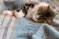 A tabby kitten sleeping wrapped in a woollen blanket with copy space Royalty Free Stock Photo