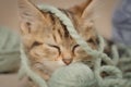 A tabby kitten sleeps among woolen yarn indoors close-up with a low angle of view Royalty Free Stock Photo