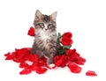 Tabby kitten surrounded by roses.