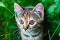 Tabby Kitten take Fun in Green Grass