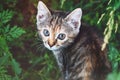 Tabby Kitten take Fun in Green Grass