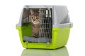 Tabby kitten in a transport box