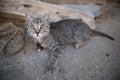 Tabby kitten vintage portrait