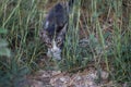A `Tabby` kitten wandering through the parkland